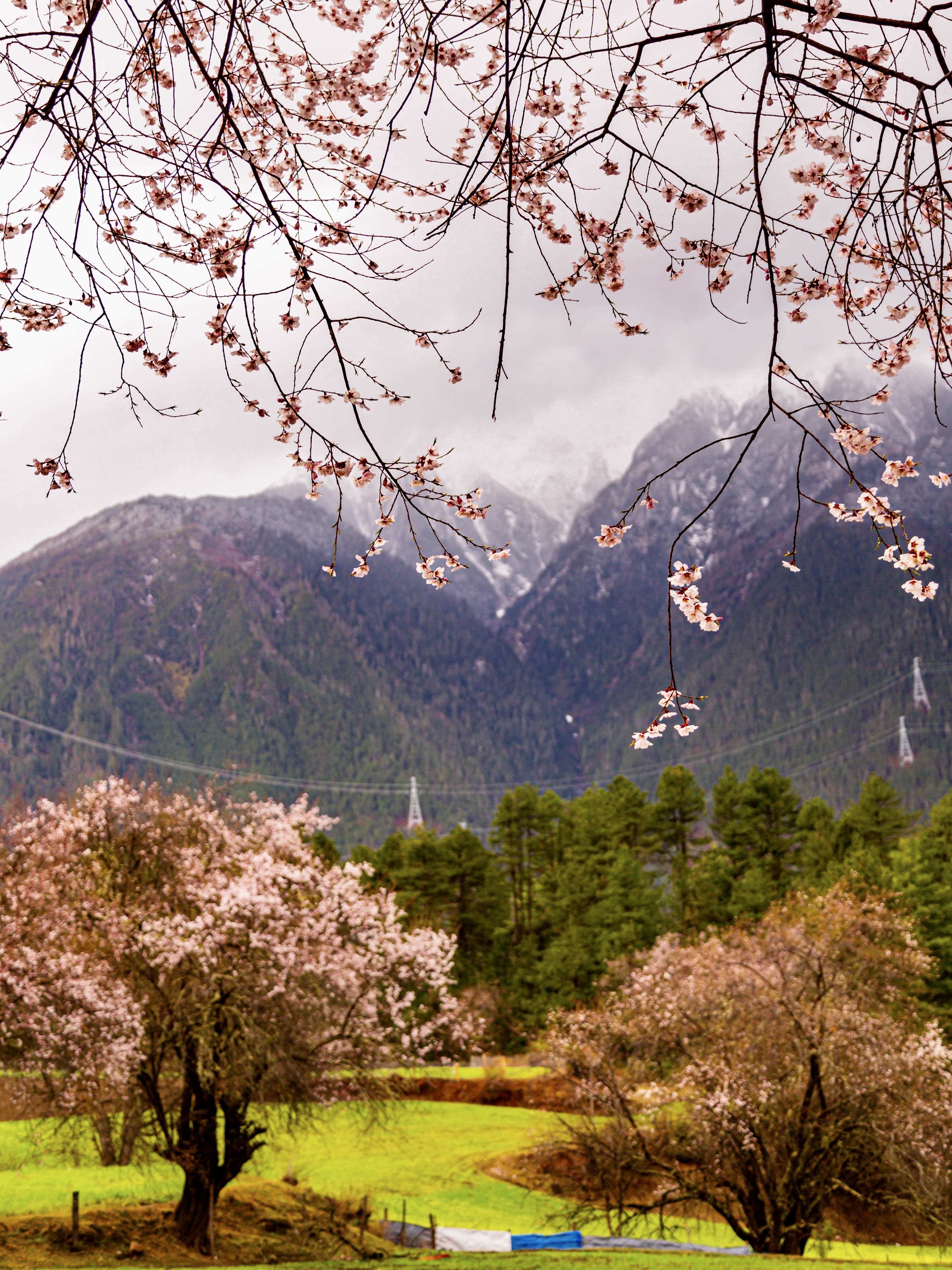 林芝嘎拉桃花村航拍_游侠客摄影_摄影旅游站