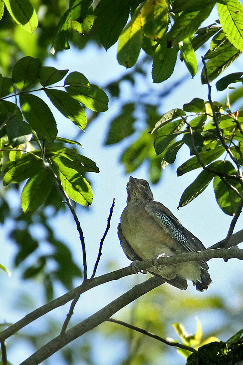 呼唤妈妈的松鸦幼鸟_游侠客摄影_摄影旅游站