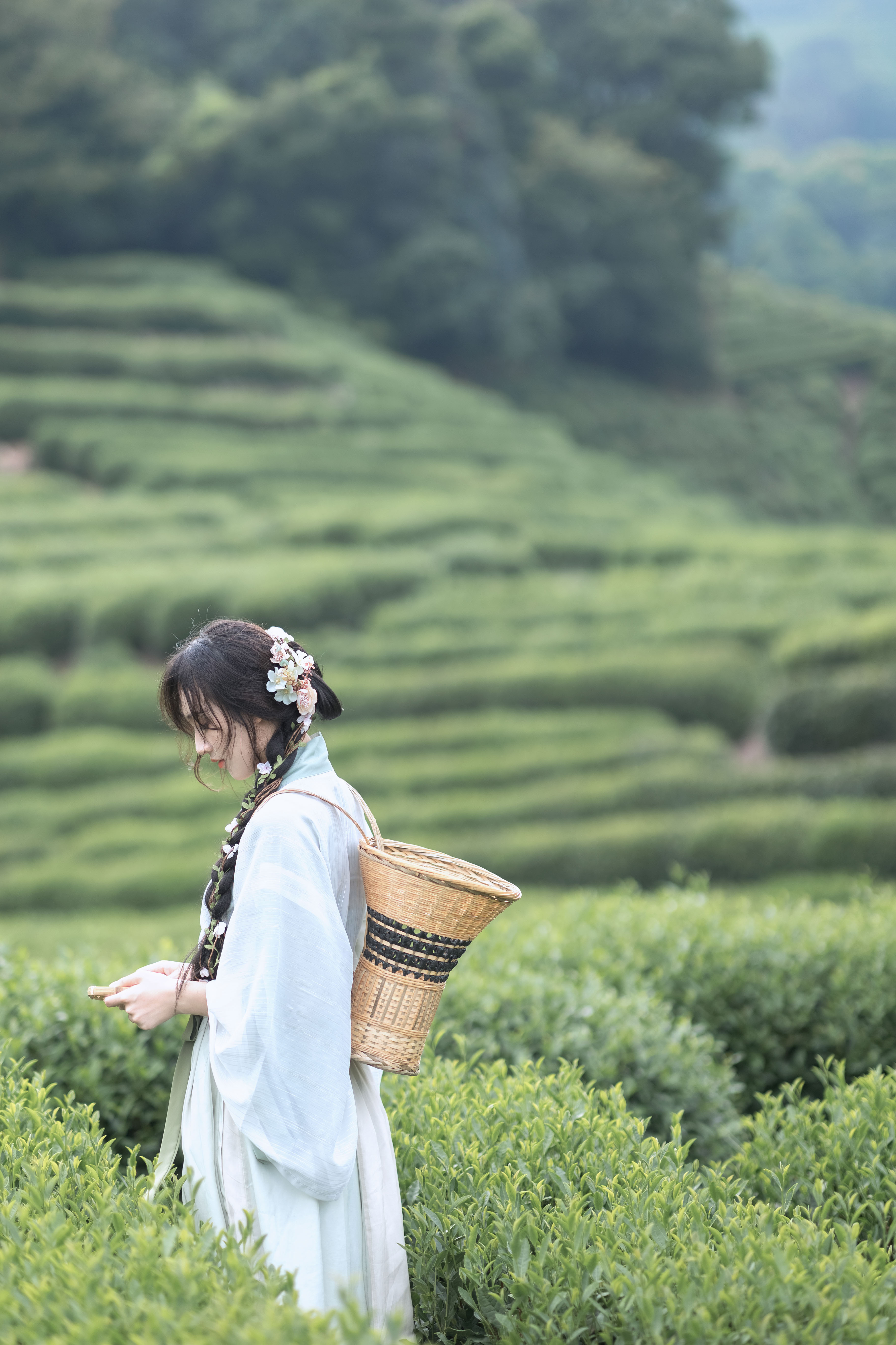 采茶纪_游侠客摄影_摄影旅游站