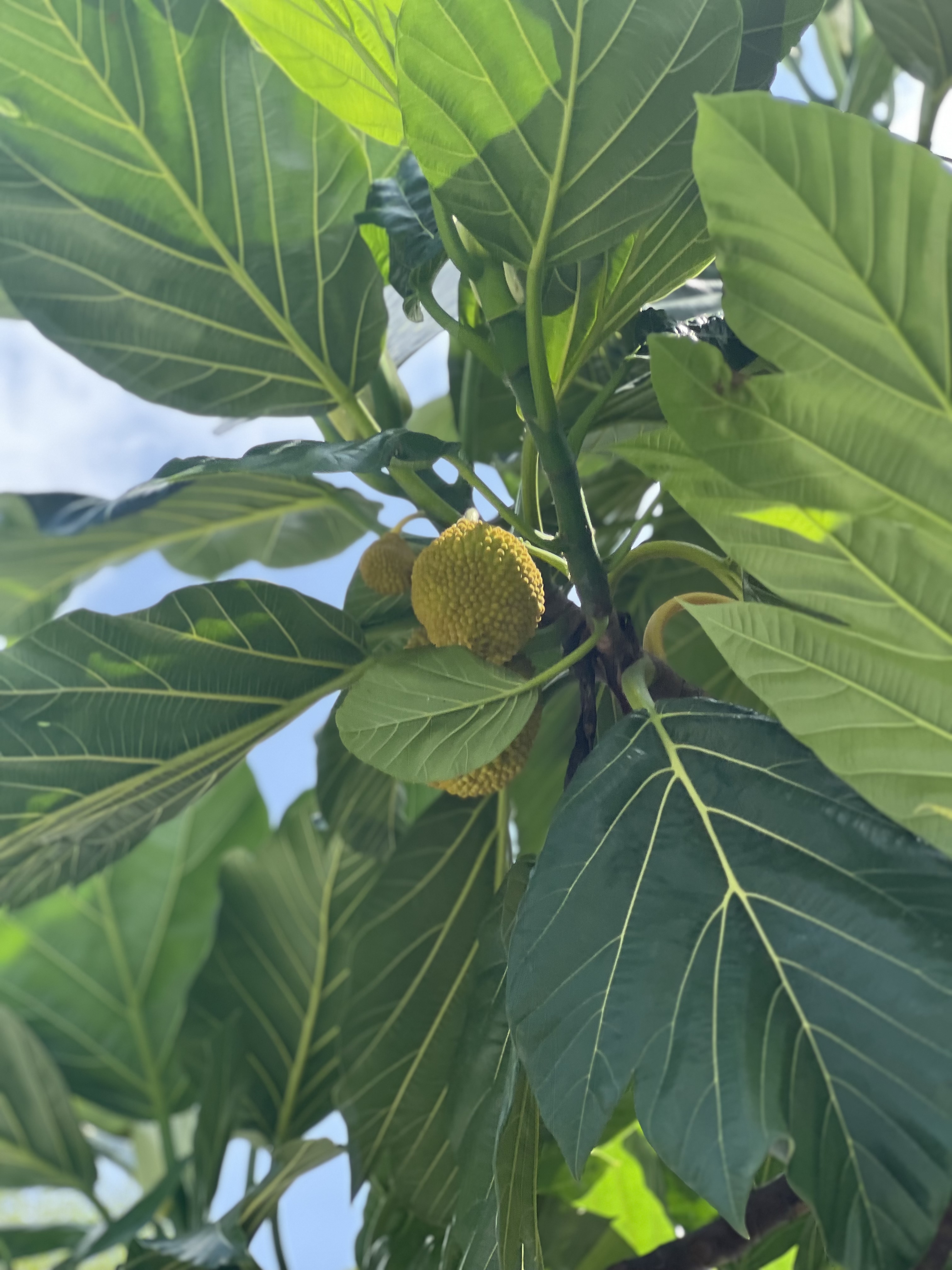 面包树_游侠客摄影_摄影旅游站