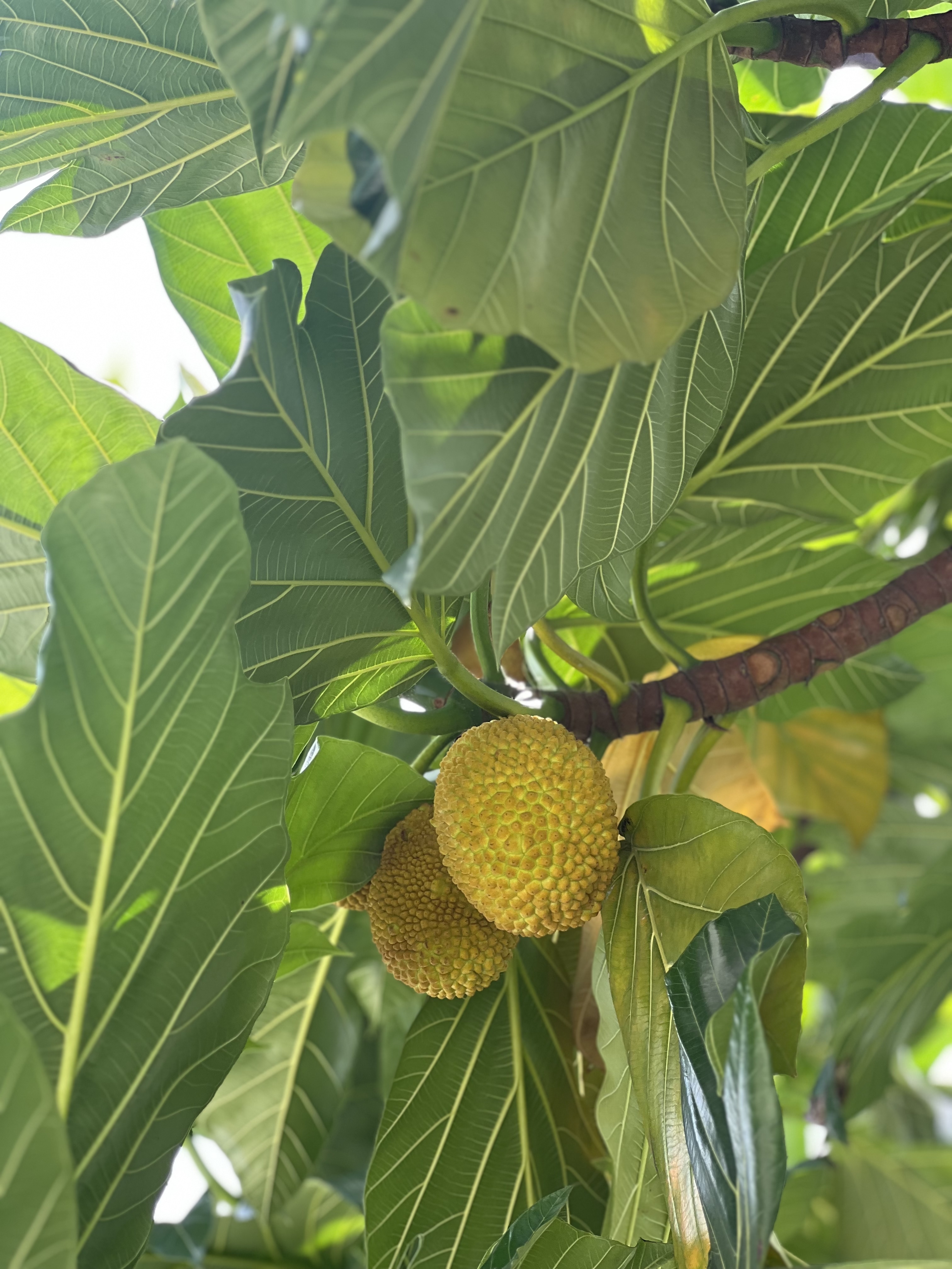 面包树_游侠客摄影_摄影旅游站