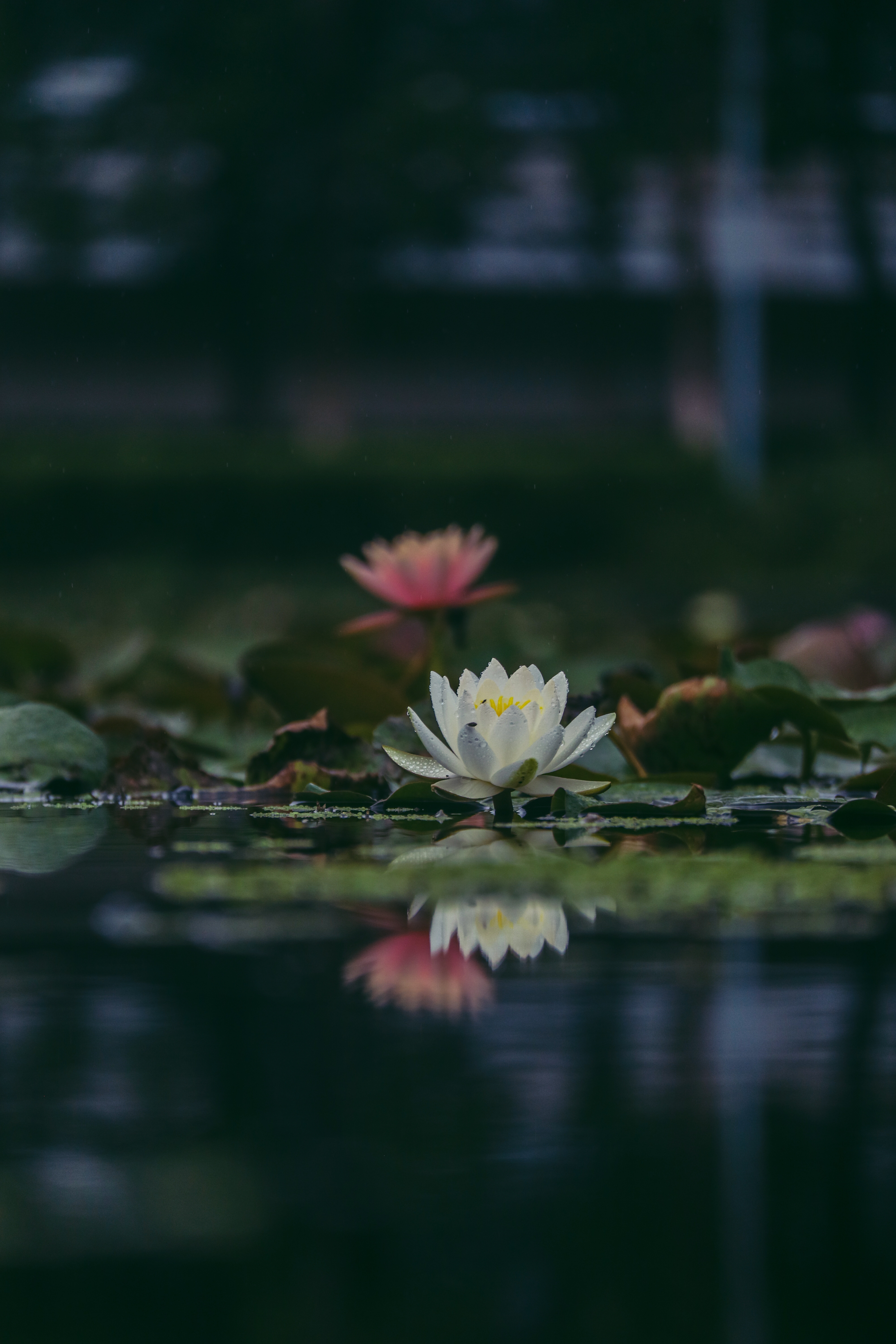 睡莲_游侠客摄影_摄影旅游站