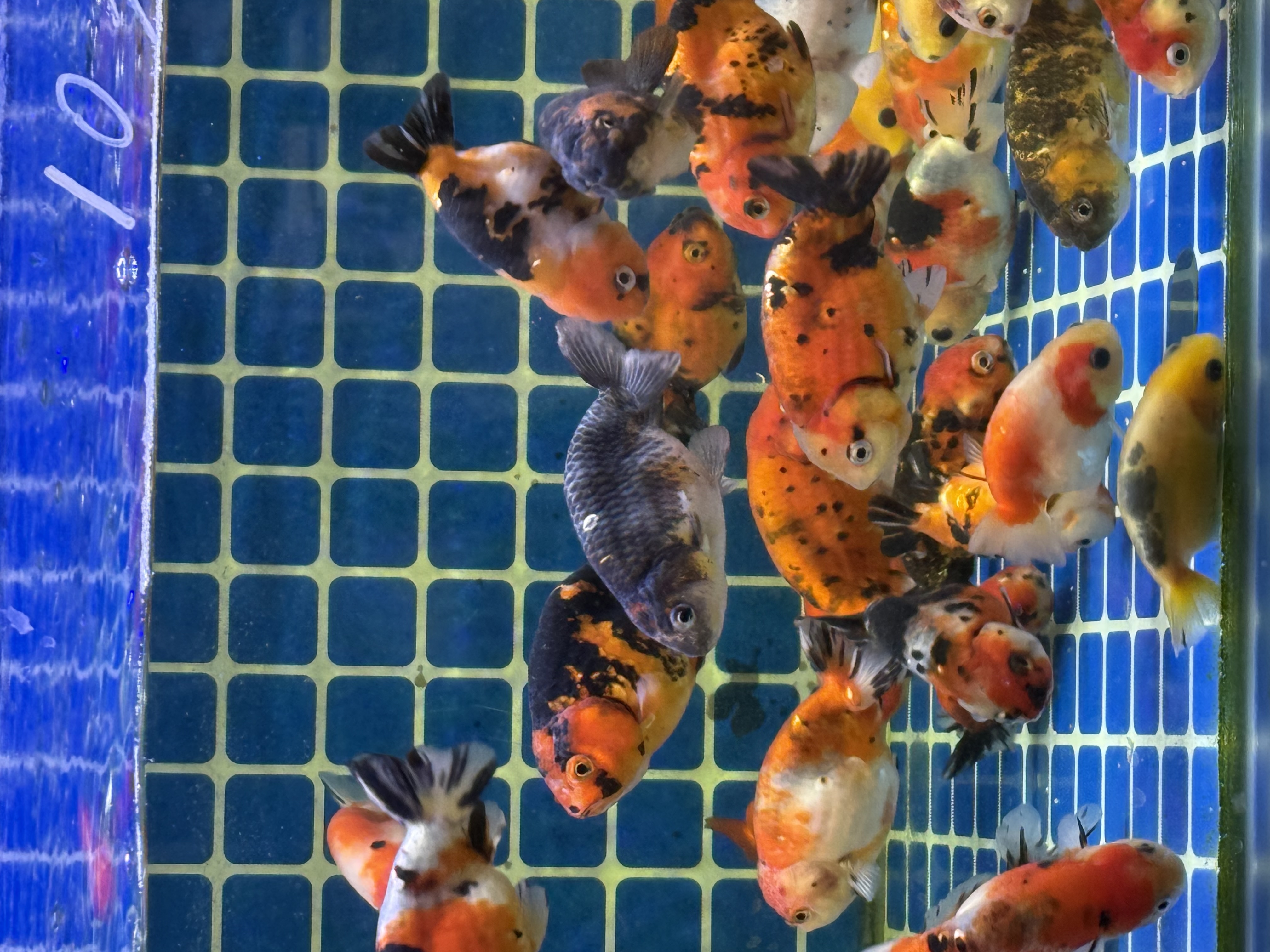 金鱼_游侠客摄影_摄影旅游站