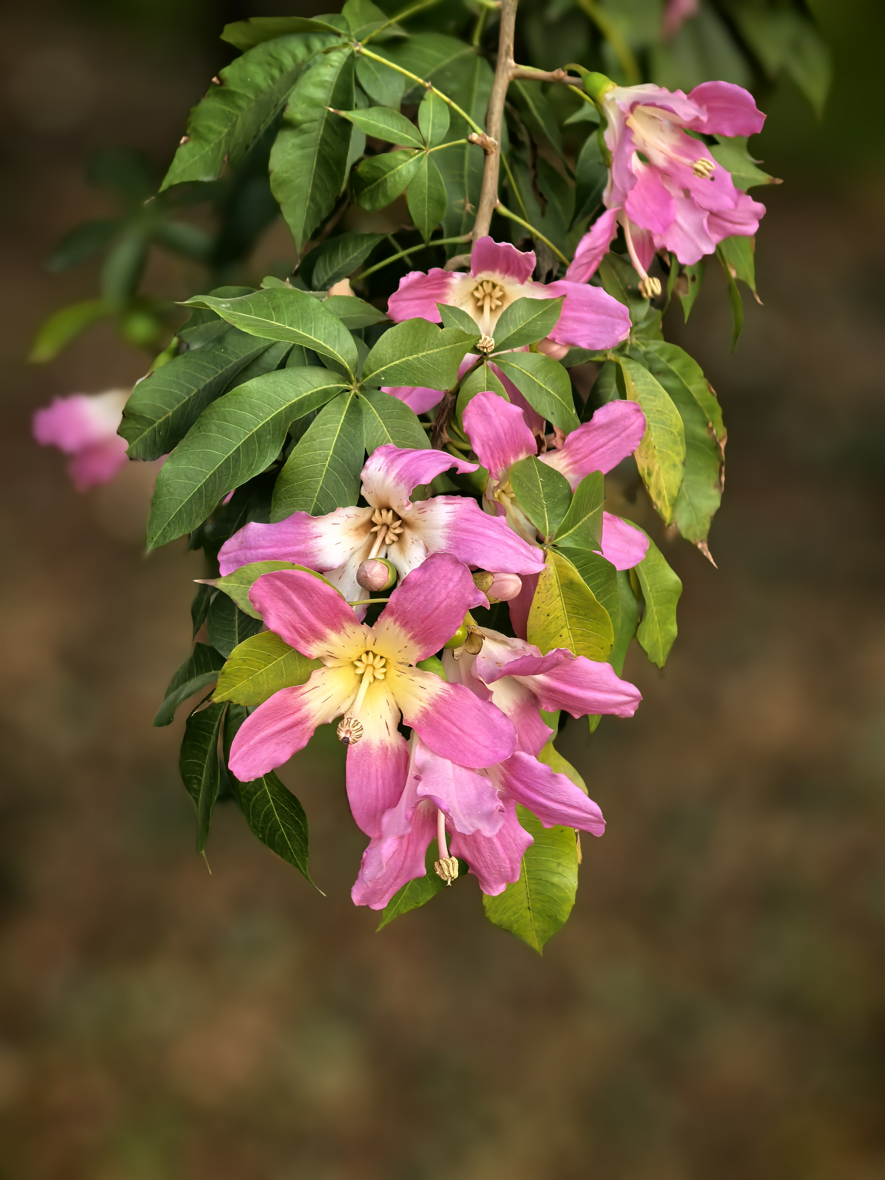 紫荆花_游侠客摄影_摄影旅游站