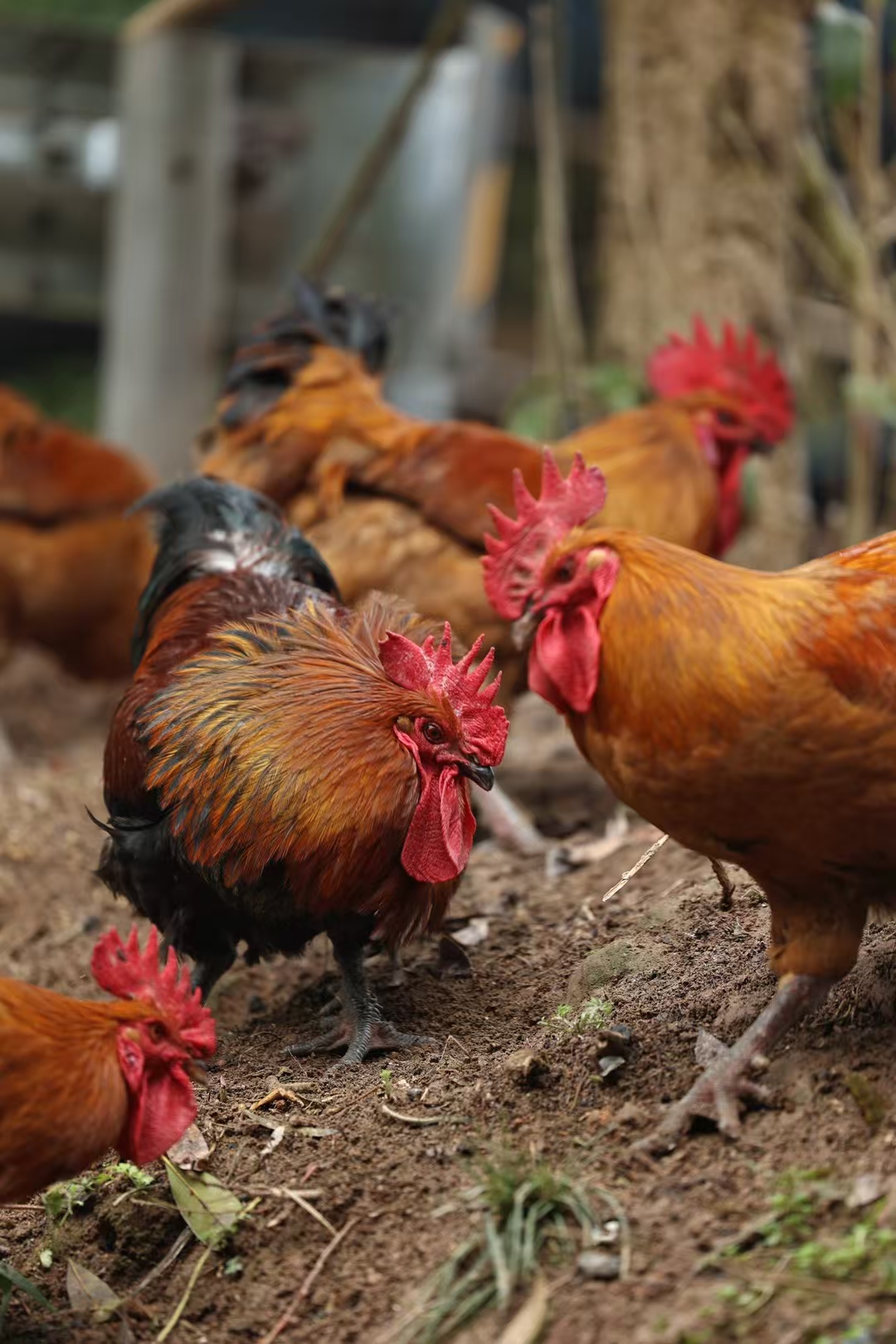 斗鸡图_游侠客摄影_摄影旅游站