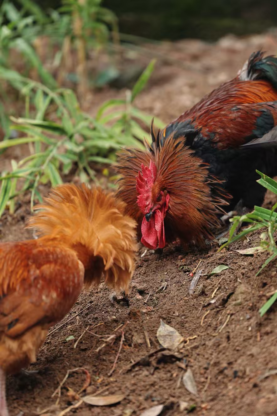 斗鸡图_游侠客摄影_摄影旅游站